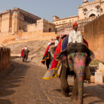 Reitelefant für Touristen vor dem Amber Fort, Jaipur, Rajasthan, Indien, Asien | Tourist Elephant Ride to Amber Fort, Jaipur, Rajasthan, India, Asia