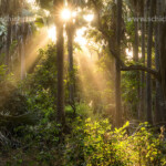 Sonnenstrahlen im Urwald, Bijilo Forest Park, Bijilo, Gambia, Westafrika | sun rays in the jungle, Bijilo Forest Park, Bijilo, Gambia, West Africa,