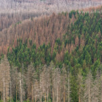 Durch den Borkenkäfer abgestorbener Fichtenwald im Nationalpark Harz bei Braunlage, Niedersachsen, Deutschland | Pine forest damaged by Bark beetles at the Harz national park near Braunlage, Lower Saxony, Germany