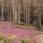 Durch den Borkenkäfer abgestorbener Fichtenwald und bunt blühender Fingerhut Digitalis im Nationalpark Harz bei Braunlage, Niedersachsen, Deutschland | Pine forest damaged by Bark beetles and colourful foxgloves Digitalis blossoms at the Harz national park near Braunlage, Lower Saxony, Germany