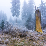 Raureif im Wald im Harz, Clausthal-Zellerfeld, Niedersachsen, Deutschland | Rime ice in the forest of the Harz Region, Clausthal-Zellerfeld, Lower Saxony, Germany