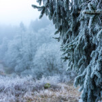 Raureif im Wald im Harz, Clausthal-Zellerfeld, Niedersachsen, Deutschland | Rime ice in the forest of the Harz Region, Clausthal-Zellerfeld, Lower Saxony, Germany