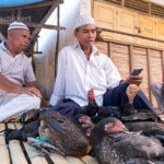 Hühner auf dem Markt in Ende, Insel Flores Indonesien, Asien | chicken on the market in Ende, Flores, Indonesia, Asia