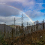 Regenbogen über abgestorbenen Bäumen im Nationalpark Harz bei Ilsenburg, Niedersachsen, Deutschland | Rainbow over dead trees in the Harz National Park near Ilsenburg, Lower Saxony, Germany, Europe
