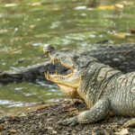 Krokodile am heiligen Krokodilbecken von Kachikally, Bakau, Gambia, Westafrika | crocodiles at the sacred Kachikally crocodile pool, Bakau, Gambia, West Africa,