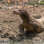 Komodowaran oder Komododrache (Varanus komodoensis) im Nationalpark Komodo, Insel Rinca, Nusa Tenggara, Indonesien | Komodo dragon or Komodo monitor, (Varanus komodoensis), Komodo National Park, Rinca Island, Nusa Tenggara, Indonesia