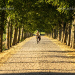 Fahrrad auf einer Allee, Insel Langeland, Dänemark, Europa | bicycle on a avenue on Langeland island, Denmark, Europe