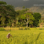 Bauer im Reisfeld, Moni, Insel Flores, Indonesien, Asien | farmer in a rice field in Moni, Flores, Indonesia, Asia
