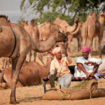 Rajasthani Männer in typischer traditioneller Kleidung mit Kamel beim Kamel- und Viehmarkt Pushkar Mela in Pushkar, Rajasthan, Indien, Asien | Rajasthani men with typical traditional dress and their camel at the camel and livestock fair Pushkar Fair or Pushkar Mela, Pushkar, Rajasthan, India, Asia