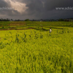 Reisterrassen bei Ruteng, Insel Flores, Indonesien, Asien | Rice Terraces near Ruteng, Flores, Indonesia, Asia
