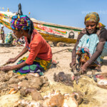 Die Frauen der Fischer putzen die frisch gefangenen Meeresschnecken am Strand von Sanyang, Gambia, Westafrika | the fishermans woman cleaning the fresh caught sea snails at the beach in Sanyang, Gambia, West Africa,