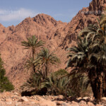 im Tal Wadi Tilah beim Ort St. Kathrin / El Milga, Sinai, Ägypten, Afrika | date palms at the fertile Wadi Tilah valley near Saint Katherine or El Miga village, Sinai, Egypt, Africa,