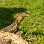 Waran Varanus salvator im Lumphini-Park in Bangkok, Thailand, Asien | Monitor Lizard Varanus salvator at Lumphini Park in Bangkok, Thailand, Asia