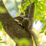 Spitzhörnchen Scandentia im Lumphini-Park in Bangkok, Thailand, Asien | Treeshrew Scandentia at Lumphini Park in Bangkok, Thailand, Asia