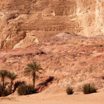 Oase Ain Khudra, Sinai, Ägypten, Afrika | Ain Khudra Oasis, Sinai, Egypt, Africa