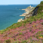 Blühende Heidelandschaft am Cap Frehel und die Burg Fort La Latte, Plévenon, Bretagne, Frankreich | landscape with flowering heather at Cap Frehel and Fort La Latte castle, Plévenon, Brittany, France