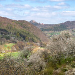 Wanderweg durch die Kirschblüte mit Blick zur Burg Hanstein, Witzenhausen , Hessen, Deutschland | cherry blossom hiking trail in with view to Hanstein castle, Witzenhausen, Hesse, Germany