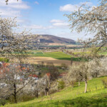 Wanderweg durch die Kirschblüte in Witzenhausen , Hessen, Deutschland | cherry blossom hiking trail in Witzenhausen, Hesse, Germany