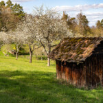 Wanderweg durch die Kirschblüte in Witzenhausen , Hessen, Deutschland | cherry blossom hiking trail in Witzenhausen, Hesse, Germany