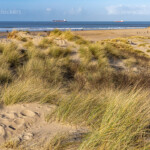 Strand des Naturschutzgebiet Het Zwin an der Nordsee zwischen Belgien und den Niederlanden | Beach of the nature reserve Zwin at the North Sea coast on the Belgian-Dutch border, Belgium