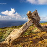 El Sabinar, El Hierro, Kanarische Inseln, Spanien | El Sabinar, El Hierro, Canary Islands, Spain