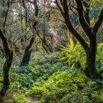 Lorbeerwald auf El Hierro, Kanarische Inseln, Spanien | Forest of El Hierro, Canary Islands, Spain