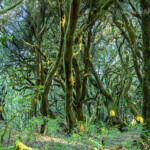 Wald im Nationalpark Garajonay, UNESCO Welterbe auf der Insel La Gomera, Kanarische Inseln, Spanien | Garajonay National Park forest on La Gomera, Canary Islands, Spain