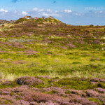 Blühende Heidelandschaft und Reetdachhäuser bei List, Insel Sylt, Kreis Nordfriesland, Schleswig-Holstein, Deutschland, Europa | blooming heather landscape and thatched roof houses near List, Sylt island, district of North Friesland, Schleswig-Holstein, Germany, Europe