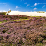 Blühende Heidelandschaft und Wanderdüne bei List, Insel Sylt, Kreis Nordfriesland, Schleswig-Holstein, Deutschland, Europa | blooming heather landscape and shifting dune near List, Sylt island, district of North Friesland, Schleswig-Holstein, Germany, Europe