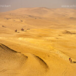 Kamele in der Wüste bei den Pyramiden von Gizeh, Ägypten, Afrika | Camels in the desert at the pyramids in Giza, Egypt, Africa