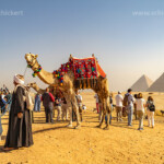 Kamele und Touristen in der Wüste bei den Pyramiden von Gizeh, Ägypten, Afrika | Camels with Tourists in the desert at the pyramids in Giza, Egypt, Africa