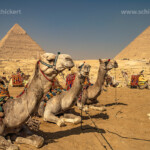 Kamele bei den Pyramiden von Gizeh, Ägypten, Afrika | Camels at the pyramids in Giza, Egypt, Africa