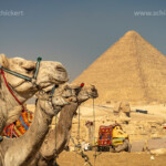 Kamele bei den Pyramiden von Gizeh, Ägypten, Afrika | Camels at the pyramids in Giza, Egypt, Africa