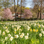 Frühling im Rosengärtchen in Wetzlar, Hessen, Deutschland | Spring at the Rosengärtchen Rose Garden in Wetzlar, Hesse, Germany