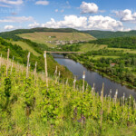 Weniberg und die Saar bei Saarburg, Rheinland-Pfalz, Deutschland | Vineyard and Saar River near Saarburg, Rhineland-Palatinate, Germany